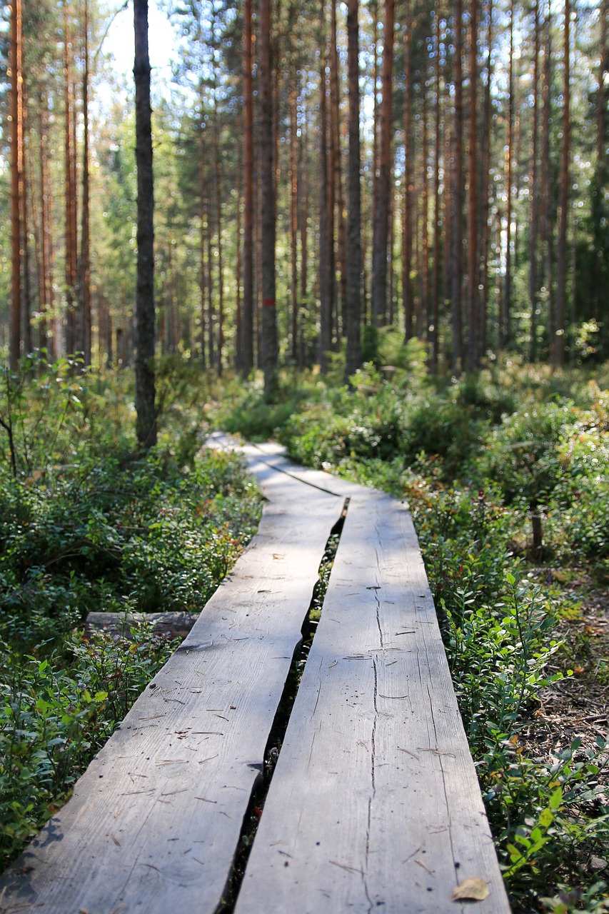 Pitkospuut. Kuva zanna-76 Pixabaystä